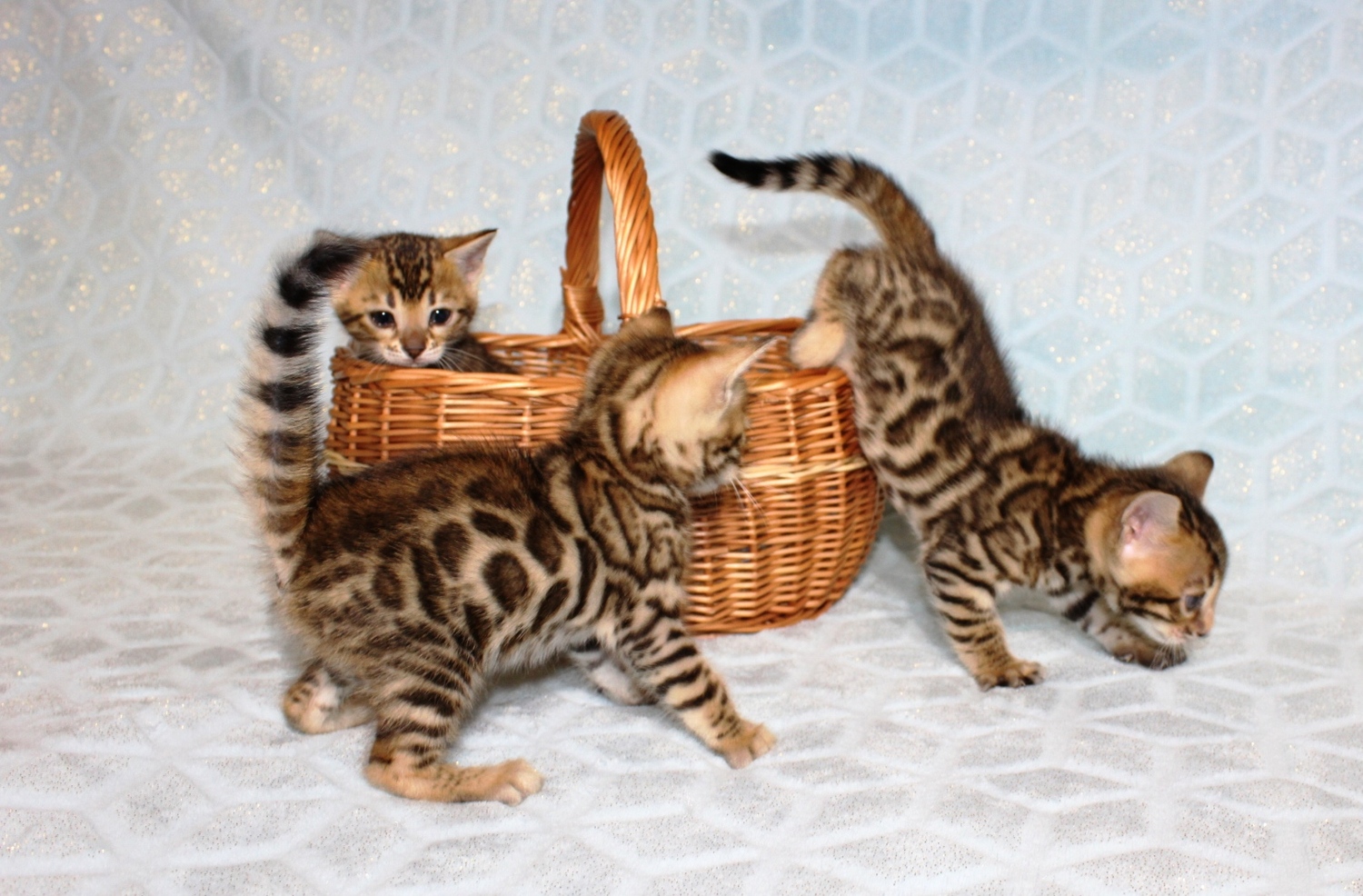 бенгальские кошки в домашних условиях
